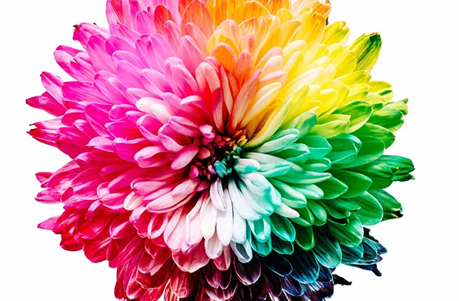 Blume in allen Farben des Regenbogens als Symbol für Coverdesign