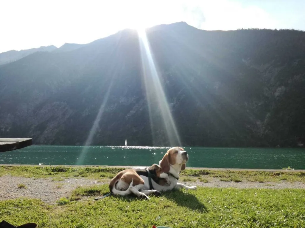 Canela liegt auf einer Wiese und ist erleuchtet!